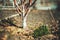 Trunk of apple tree in the garden, tilt-shift