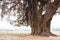 Trunk of banyan tree