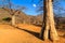 Trunk of baobab tree in a baobab forest