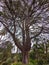 Trunk and bare branches, in autumn, of an imposing and majestic Cedar of Lebanon (Cedrus libani), Rome, Italy