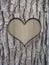 Trunk bark and love heart