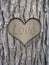 Trunk bark and love heart