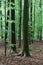 Trunk Beech trees branches Sonian woods forest, Brussels, Belgium