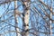 Trunk of a birch against a blue sky