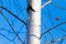 Trunk of a birch against a blue sky