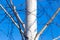 Trunk of a birch against a blue sky