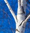 Trunk of a birch against a blue sky