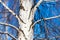 Trunk of a birch against a blue sky