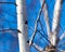 Trunk of a birch against a blue sky