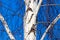 Trunk of a birch against a blue sky