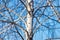 Trunk of a birch against a blue sky