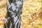 Trunk birch in autumn scenery
