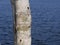 This trunk of the birch stands by the water and sticks its tongue out at the people, meaning that ultimately nature is the winner