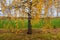 The trunk of a birch tree with low-hanging thin branches with yellow leaves