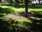 The trunk and branches of an old fir tree in a city park. The shadow of the tree emphasizes the coolness of the early morning. In