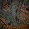 The trunk of a Cedar tree on Mackinac Island