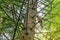 The trunk of a coniferous tree closeup of a squirrel on a branch