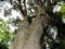 Trunk and crown of prickly-leaved paperbark tree & x28;tea tree& x29; in the park