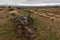 The trunk of a dead joshua tree lies on the ground pointing towards the Beaver Dam mountains in Southern Utah