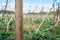 Trunk of the dried hogweed close up in russian countryside