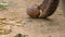 Trunk of an elephant close-up picks up pineapples from the ground. Elephant farm. Thailand. Slow Motion