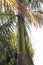 TRUNK OF FLORIDA ROYAL PALM TREE