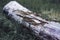 A trunk in the forest, a remnant of an old tree. Beautiful wood texture with strong contrasts and colors.