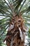 The Trunk and Green Fronds of a Dominican Palm Tree