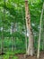 Trunk Holes in Schmidt Woods