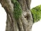 Trunk of A Huge Live Oak Tree with Resurrection Ferns Growing on It