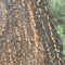 The trunk of a huge tree in the creek