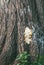 The trunk of a huge tree and a cut fruit body of a mushroom, a sulfur-yellow tinder fungus on it