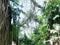 The trunk of a huge tropical tree . Palawan Island .