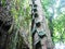 The trunk of a huge tropical tree . Palawan Island .