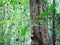 The trunk of a huge tropical tree . Palawan Island .