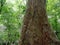 The trunk of a huge tropical tree . Palawan Island .