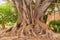 Trunk with intertwined roots of big old tree, detail view