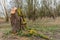 Trunk of a just pruned willow tree overgrown with green moss