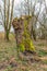 Trunk of a just pruned willow tree overgrown with green moss