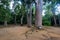Trunk of kauri tree Agathis Robusta