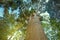 Trunk of kauri tree Agathis Robusta