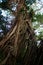 A trunk of a large Banyan Tree in Tonga