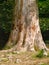 Trunk of a large beech tree