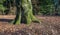 Trunk of an old beech tree in a forest