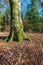 Trunk of an old beech tree in a forest