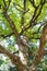 Trunk of an old branchy oak, lit by the sun.