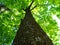 The trunk of an old maple tree goes high into the sky and is lost in the green leaves