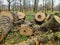 Trunk of old poplar tree, sawn into pieces. Preparation of wood for chopping firewood. Large logs with annual rings