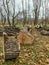 Trunk of old poplar tree, sawn into pieces. Preparation of wood for chopping firewood. Large logs with annual rings are tumbled