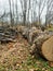 Trunk of old poplar tree, sawn into pieces. Preparation of wood for chopping firewood. Large logs with annual rings are tumbled